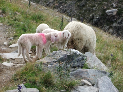 zur Breslauer Hütte zur Breslauer Hütte