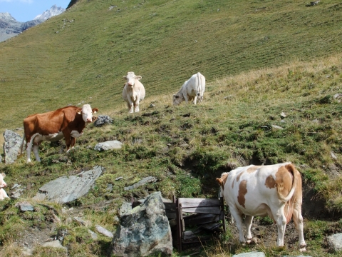 Kals am Großglockner Kals am Großglockner