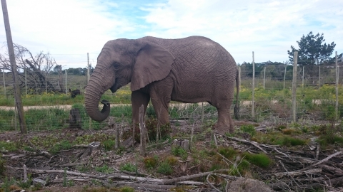 Knysna - Elephant Park Knysna - Elephant Park