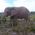 Elephant Park Elephant Park