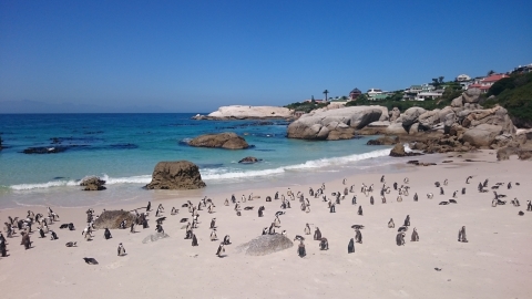 Cape Town - Boulder Beach Cape Town - Boulder Beach