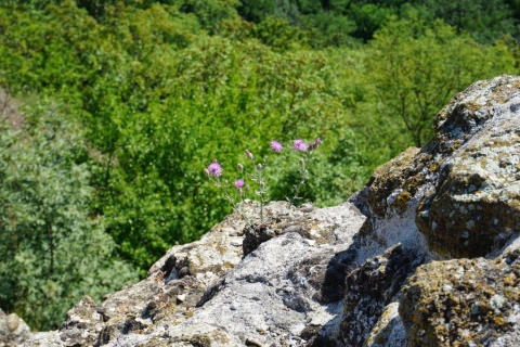 Balaton Balaton