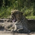 "You can always go to see a lion - but you can`t go to see a leopard" (unser Guide) "You can always go to see a lion - but you can`t go to see a leopard" (unser Guide)