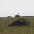 Der Kronenkranich - Ugandas Nationalvogel Der Kronenkranich - Ugandas Nationalvogel