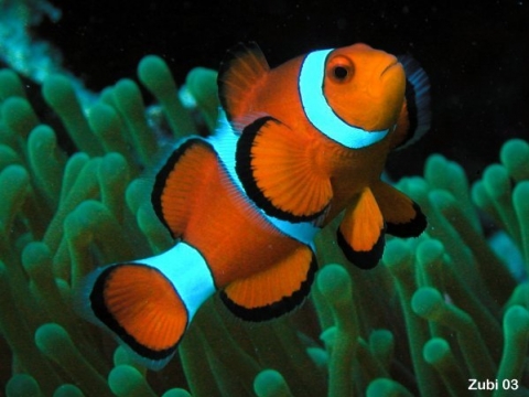 Ko Yao Noi - Nemo Ko Yao Noi - Nemo