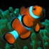 Nemo Nemo