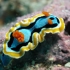 Schnecke Schnecke