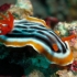 Schnecke Schnecke