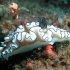 Schnecke Schnecke