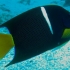 Holacanthus Holacanthus