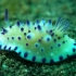 Schnecke Schnecke