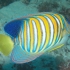 Pomacanthus-diacanthus Pomacanthus-diacanthus