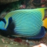 Pomacanthus-imperator Pomacanthus-imperator