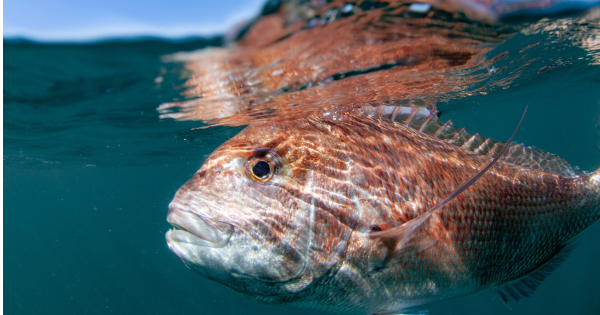 What the WA demersal fishing closure means for Perth menus right now