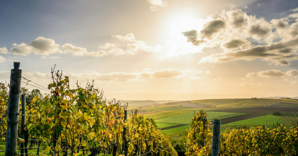 South Australia becomes first Australian destination selected for Michelin Guide
