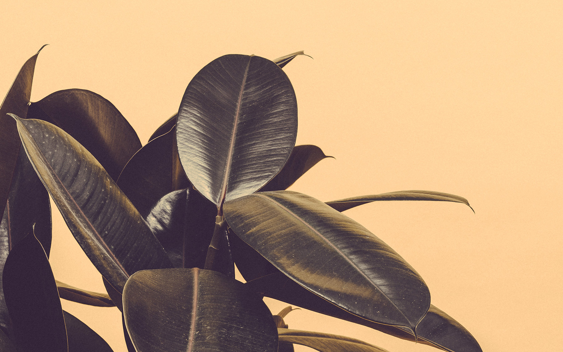 placeholder_16 Image of plant