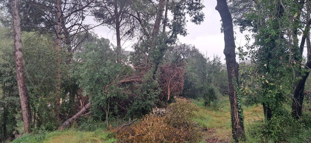 Els boscos de la UAB són una zona de risc d’aparició de plagues de processionària. Òscar Villanueva