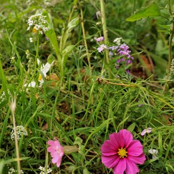 Pink flower