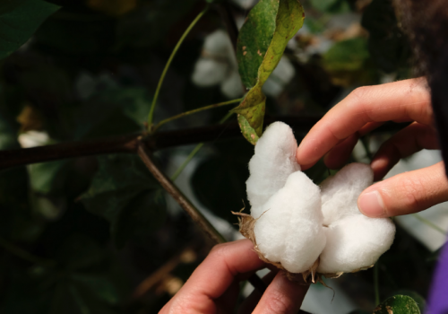 hydroCotton