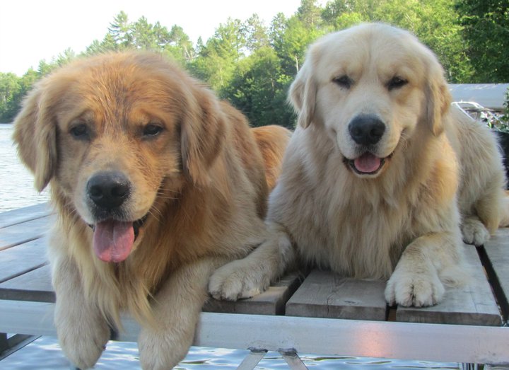 Canadian Golden Golden Retriever Retriever Breeds Canadian Golden
