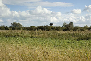 Wicken Fen National Nature Reserve