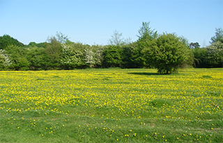 Hatfield Forest
