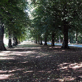 Lime Tree Avenue