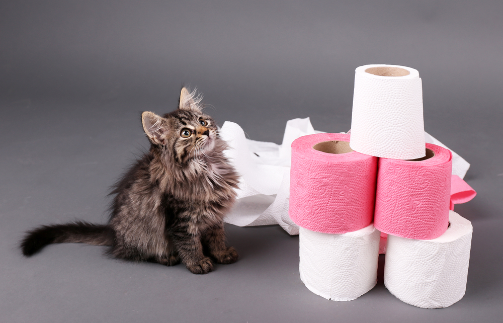 Fur Den Hintern Die Geschichte Des Toilettenpapiers