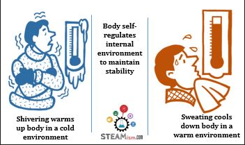 Human Body Systems - Baamboozle