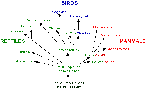 Baamboozle - 4th grade Mercury Body diagrams of reptiles of the outside 