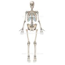 Baamboozle Major Bones In The Human Body