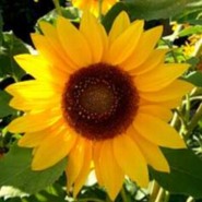 sellysunflower
