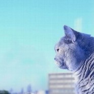 Buchkatze
