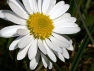 EveSummer