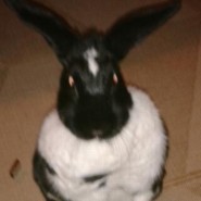 Mimikarlchen