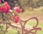 Redrose99