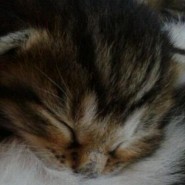 Paulchen_Panther