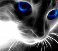 KittytheCat