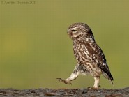 Owl