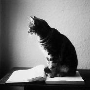 reading_cat