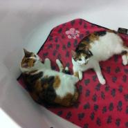 Lovecats