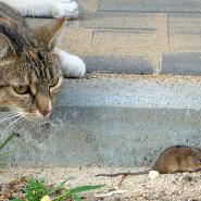 Sannimaus