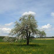 Schwanenfrau