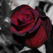 RoseRed