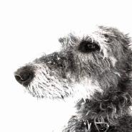 Sarwuerker