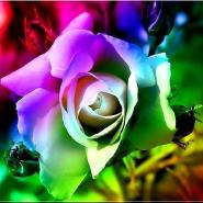 Bookster_linchen