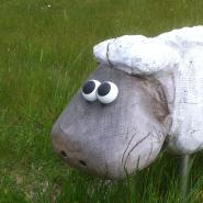 Nordschnegge