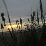 BeaSurbeck