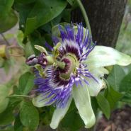 une_fleur