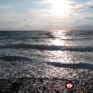 elmidi